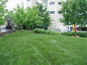 Sodding Step 4 Sodding Step 4